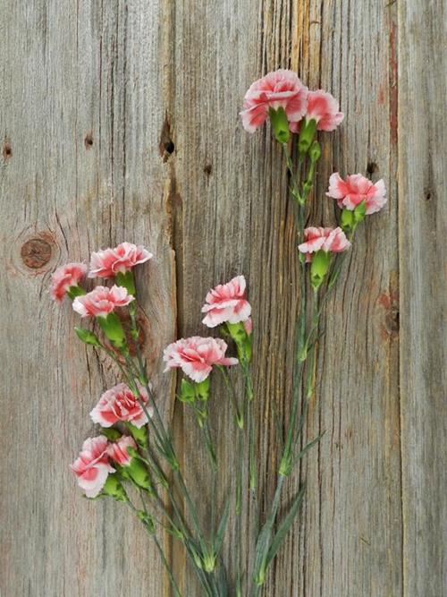 SCARLETTE BI-COLOR RED/WHITE MINI CARNATIONS